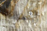 Petrified Wood Section - Tom Miner Basin, Montana #104868-1